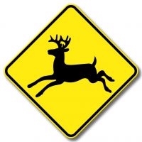 Présence potentielle d'animaux sauvages, présence de chevreuils