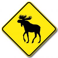 Présence potentielle d'animaux sauvages, présence de d'orignaux