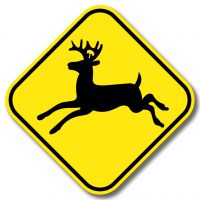 Présence de chevreuils