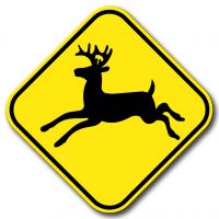 Présence de chevreuils