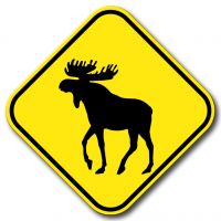 Présence d'orignaux