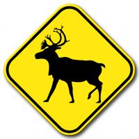 Présence de caribous